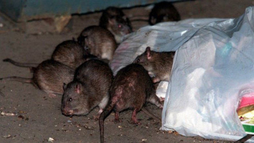 Poubelles de Paris envahies par les rats